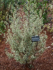 Rhamnus alaternus 'argenteovariegata'.