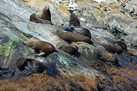 La punta Atico cuenta con una importante colonia reproductiva del lobo fino sudamericano (Arctophoca australis)