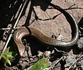 Chalcides coeruleopunctatus — эндемик Канарских островов