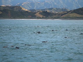 Photograph of Dusky dolphins near coast