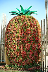 Foliage shaped like a pineapple