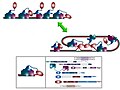 „Verpackung“ der Telomere