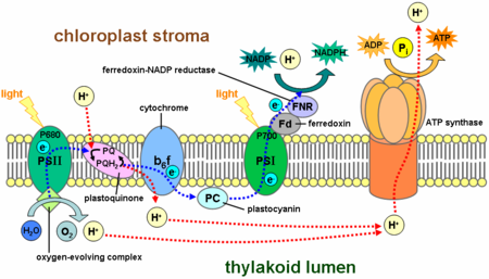 The light reactions of photosynthesis take place across the thylakoid membranes.