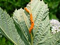 Soros fúngicos da galha Meadowsweet Rust