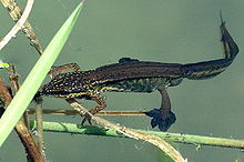 Newt under water, holding on to plant