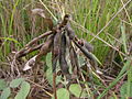 Gousses déhiscentes (Vigna luteola).