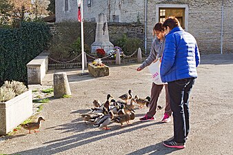 Les canards du Creux Bleu.