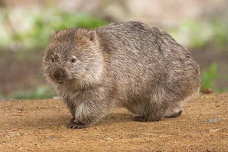 Common wombat, by JJ Harrison
