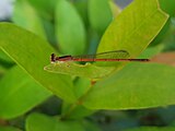 Young female