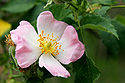 Dog-rose