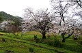 のどかな原風景が境内の裏に