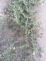 Caper bush in Ab Pakhsh