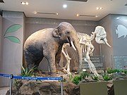 2층 생명진화관 입구 아시아코끼리