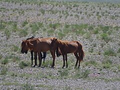 Type du désert de Gobi