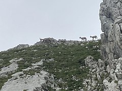 Ibex family near summit