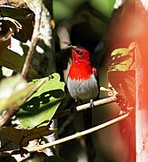 sunbird with bright red head and throat, white underparts, and blackish forehead