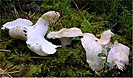 Albatrellus subrubescens