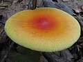 Cuticule bicolore et marge pectinée (Amanita jacksonii)