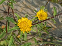 Cvjetovi Pallenis spinosa