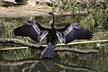 Austral-Schlangenhalsvogel (Anhinga novaehollandiae)