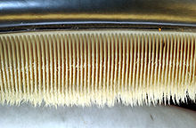 Photo displaying dozens of baleen plates: The plates face each other, and are evenly spaced at approximately 0.25 in (6.4 mm) intervals. The plates are attached to the jaw at the top, and have hairs at the bottom end.