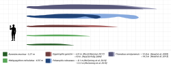 Diagramme montrant les différentes tailles des grands serpents préhistoriques et actuelles par rapport à l'homme (montré en noir) : Titanoboa (montré en violet) ; Palaeophis (montré en bleu) ; Gigantophis (montré en rouge) ; python réticulé (montré en vert clair) ; anaconda vert (montré en vert foncé).