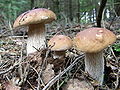 Boletus edulis