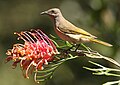 Kobble Creek, SE Queensland