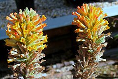 Buddleja tubiflora[англ.]