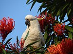 red flowers and a cockatoo