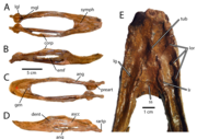 Holotype of Caenagnathus collinsi