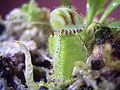 Cephalotus follicularis