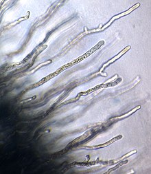 "Conidiobolus firmipilleus" on surface of agar petri dish