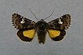 Small dark yellow underwing Coranarta cordigera Hadeninae