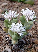 Crassula congesta