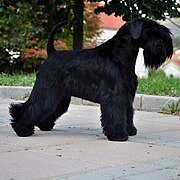 Nero Zwergschnauzer