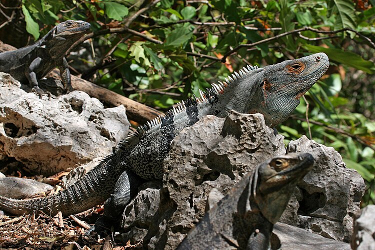 Самец и две самки чёрной игуаны (Ctenosaura similis) в национальном парке Барра-Хонда (Коста-Рика)