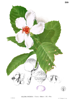 Description de l'image Dillenia philippinensis Blanco1.199.png.