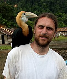 Telnov with young Blyth's hornbill photographed on Waigeo Island, E Indonesia