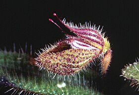 Dresslerella pilosissima