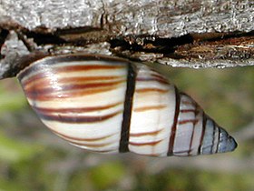 Drymaeus multilineatus