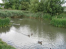 Duck pond in nature reserve adjacent Tileshed Lane, the site of the historic Cleadon Brick and Tile Works.