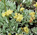 Eriogonum ovalifolium