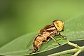 Eristalinus megacephalus （寶玉蚜蠅屬）