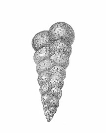 Heterohelix, an extinct genus of benthic forams