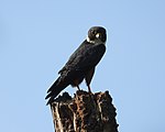 Falco rufigularis in Santa Lucía Cotzumalguapa, Guatemala