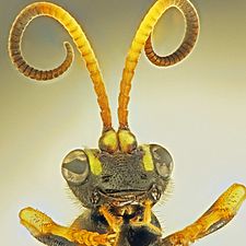Head (Ichneumon xanthorius). Antennae with many segments