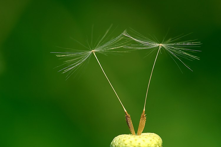 Два семени одуванчика (Taraxacum officinale)