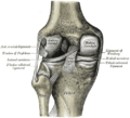 Left knee joint from behind, showing interior ligaments