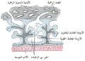 الزغابات المشيمية الأولية.